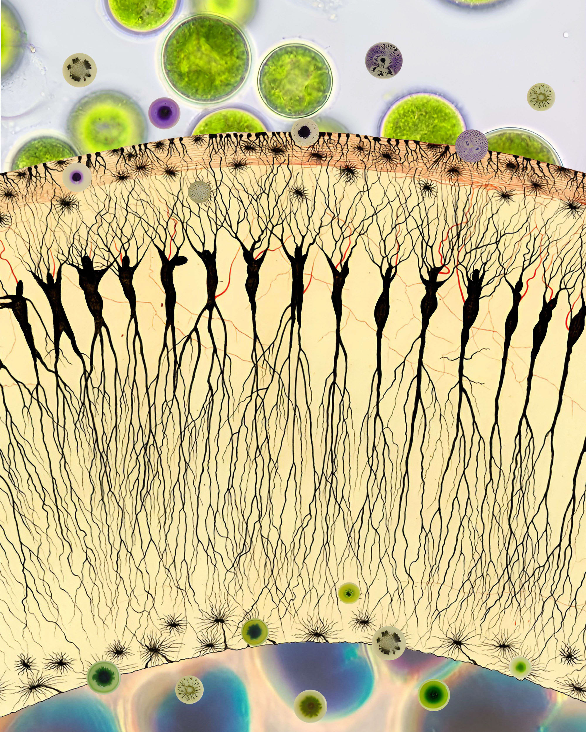 SoilMusic_Home